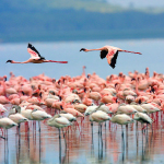 Flamingolar karides yedikçe pembeleşirler