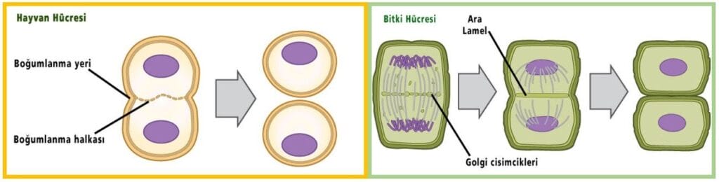 Hücre Bölünmeleri